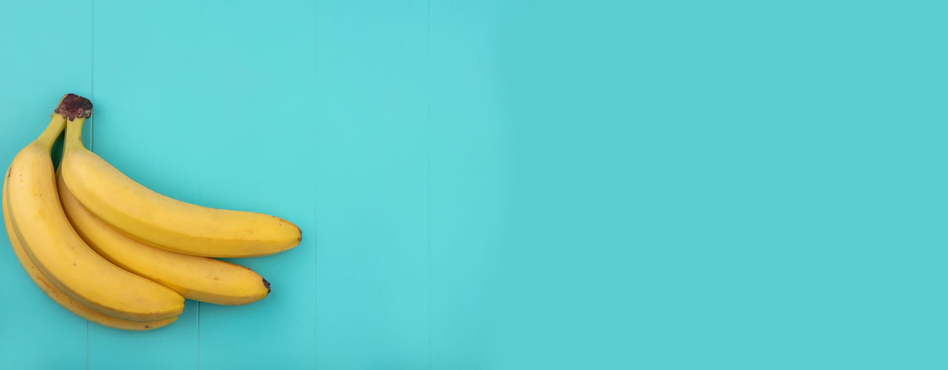 exagrisursa-banner2