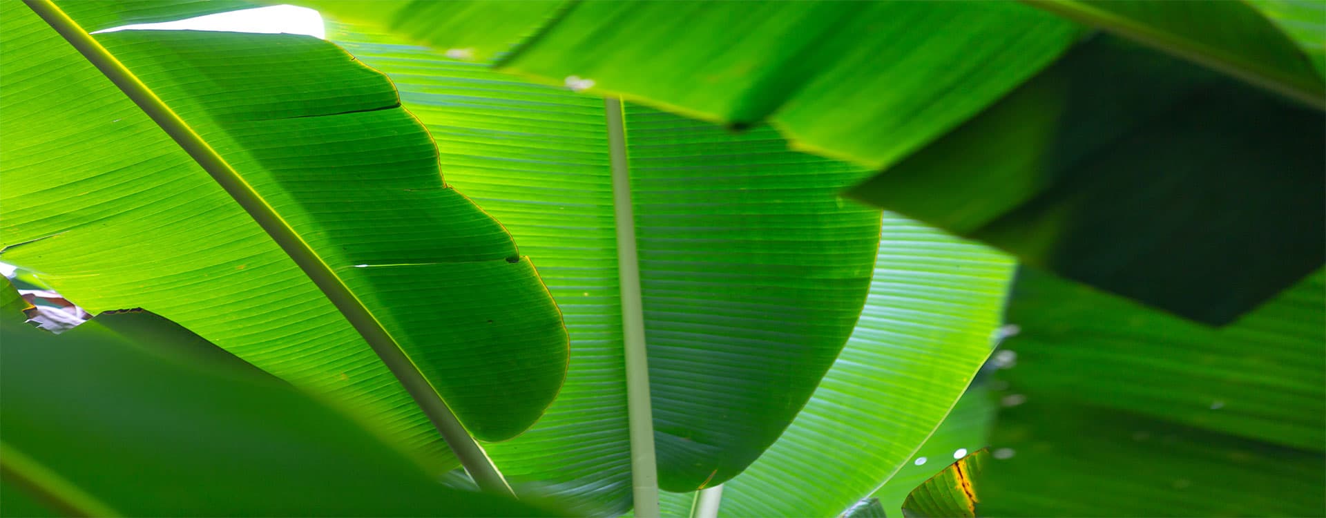 exagrisursa-banner4